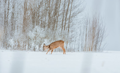 Young deer with brown fur looking for food on a snowy field with a forest in background. Thrilled facial expression staring straight. Bucks running over a field creating a picturesque winter landscape