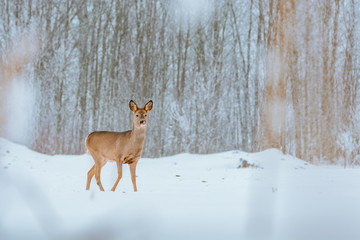 Young deer with brown fur looking for food on a snowy field with a forest in background. Thrilled facial expression staring straight. Bucks running over a field creating a picturesque winter landscape