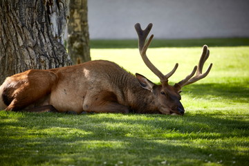 lazy deer lying in a meadow