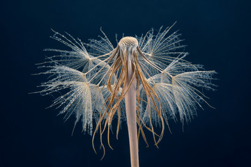 dandelion seed with drops of water
