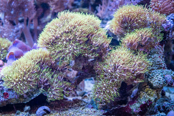 Obraz premium Korallen in einem Aquarium