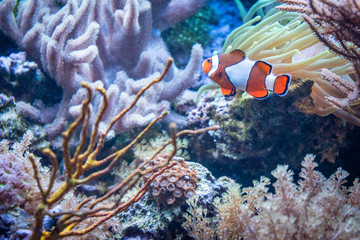Fototapeta na wymiar Nahaufnahme eines Clownfisch im Aquarium