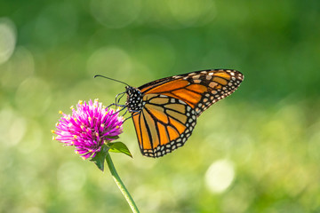 monarch butterfly, Danaus plexippus