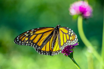 Fototapeta na wymiar monarch butterfly, Danaus plexippus