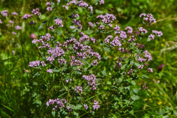 Wild origanum blooming in forest