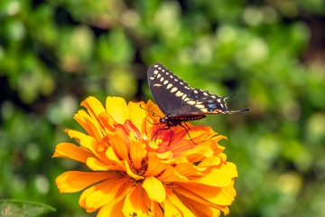 Papilio troilus, the spicebush swallowtail
