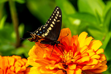 Papilio troilus, the spicebush swallowtail