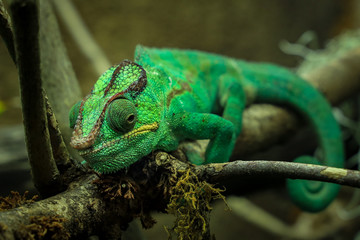 Chameleon