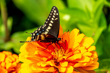 Papilio troilus, the spicebush swallowtail