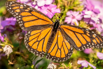 monarch butterfly, Danaus plexippus
