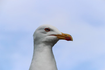 seagull on blue sky background