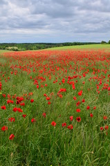 CHAMP DE COQUELICOTS BOURGOGNE FRANCE