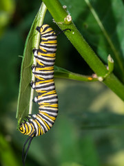 monarch butterfly, Danaus plexippus  caterpillar, caterpillar