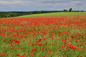 CHAMP DE COQUELICOTS BOURGOGNE FRANCE 6