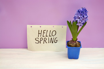 Hyacinths with postcards "Hello spring"