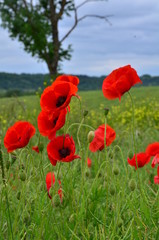 FLEURS DE COQUELICOTS BOURGOGNE FRANCE