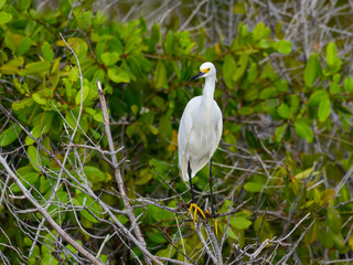  Snowy Egret Foraging on the Pond with Mangrove