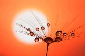 dandelion seed with drops of water against the sky and the setting sun