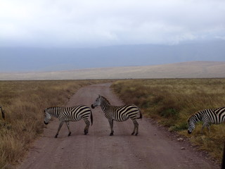 Zebra crossing