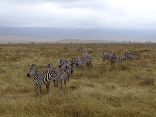 Fototapeta premium Zebra Herde in der Savanne