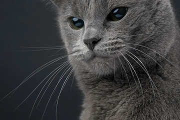 Studio portrait of a beautiful grey cat