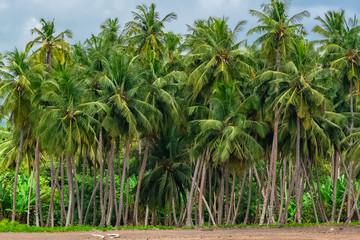 Palm trees, wild palm forest on the coast of Sao Tome
