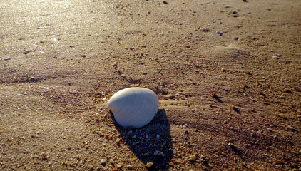 Concha blanco aislada en la arena de la playa