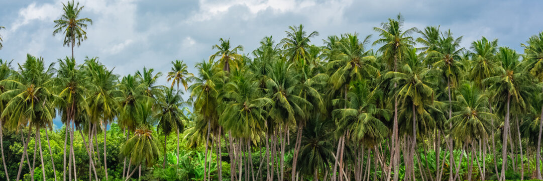 Palm trees, wild palm forest on the coast of Sao Tome