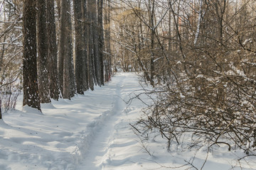 A white snow path among trees with snow in the park in winter