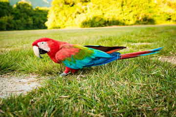 A colorful parrot known as 'Guacamaya' plays around in the grass in Yutaje, Venezuela
