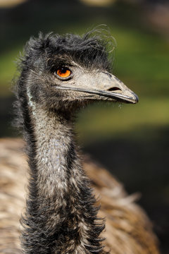 Portrait of Australian Emu (Dromaius novaehollandiae), view of an Emu's neck and head