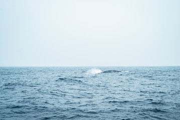 Naklejka na ściany i meble A young humpback whale calf plays in the green water of the Indian ocean close