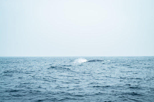 A young humpback whale calf plays in the green water of the Indian ocean close