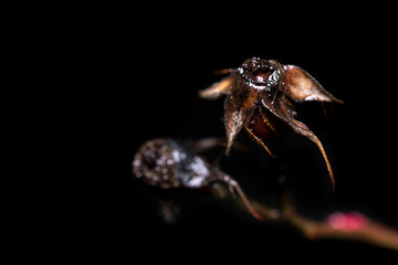 macro