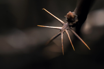 macro