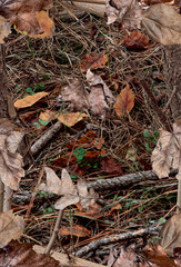 Fall leaves on the bush. Ideal for hunting and military purposes. - obrazy, fototapety, plakaty