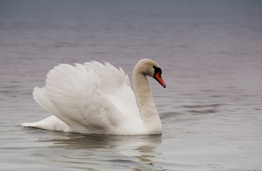Naklejka premium Beautiful white elegant swans bird on a foggy winter river.
