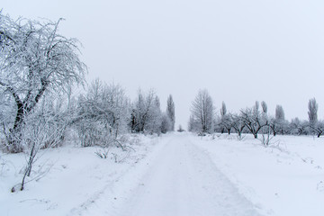 Fototapeta na wymiar Winter snow trees, New Year's mood. copy space.