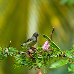 Newton's sunbird, female, beautiful bird in Sao Tome and Principe, Anabathmis newtonii 