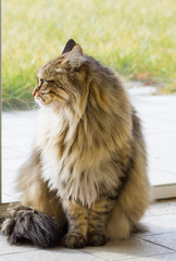 Naklejka na ściany i meble Tabby siberian cat of livestock in relax in a garden, long haired