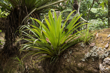 Kahakaha, an epiphyte, growing on the trunk of a large, fallen pururi tree in Tawharanui Regional Park, Auckland, New Zealand.