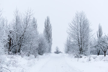 Fototapeta na wymiar Winter snow trees, New Year's mood. copy space.