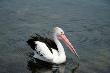 A single  close up view of pelican