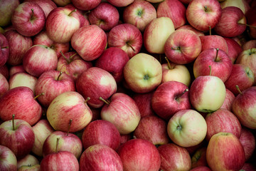 still life with red apple, view of red apples ready to be eaten. lifestyle, healty food.