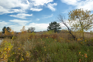 Field in Autumn