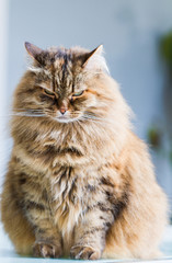 Fluffy siberian cat of livestock in relax in a garden, long haired