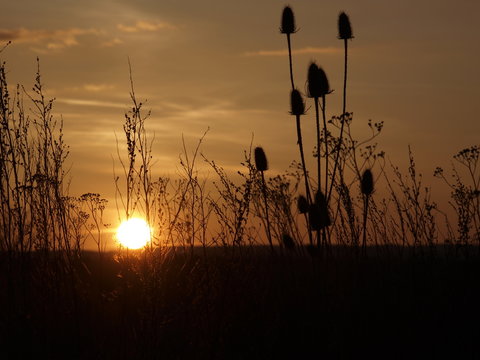 Sonnenuntergang auf dem Feld