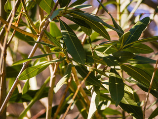 Closeup of oleander beautiful green oleander leaves