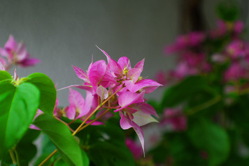 My garden. The nature is beautiful. It is full of life and it is always in tune. Flowers brighten up any environment. Manaus, Amazon - Brazil 