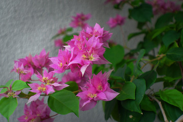 My garden. The nature is beautiful. It is full of life and it is always in tune. Flowers brighten up any environment. Manaus, Amazon - Brazil 